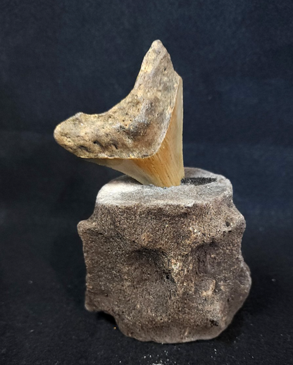 Fossil Megalodon Tooth Display Piece