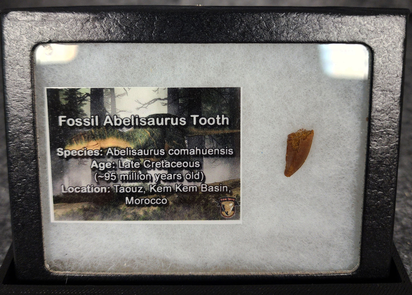 Angled view of a 0.59-inch fossil Abelisaurid theropod tooth from the Kem Kem Beds, Morocco, Late Cretaceous period