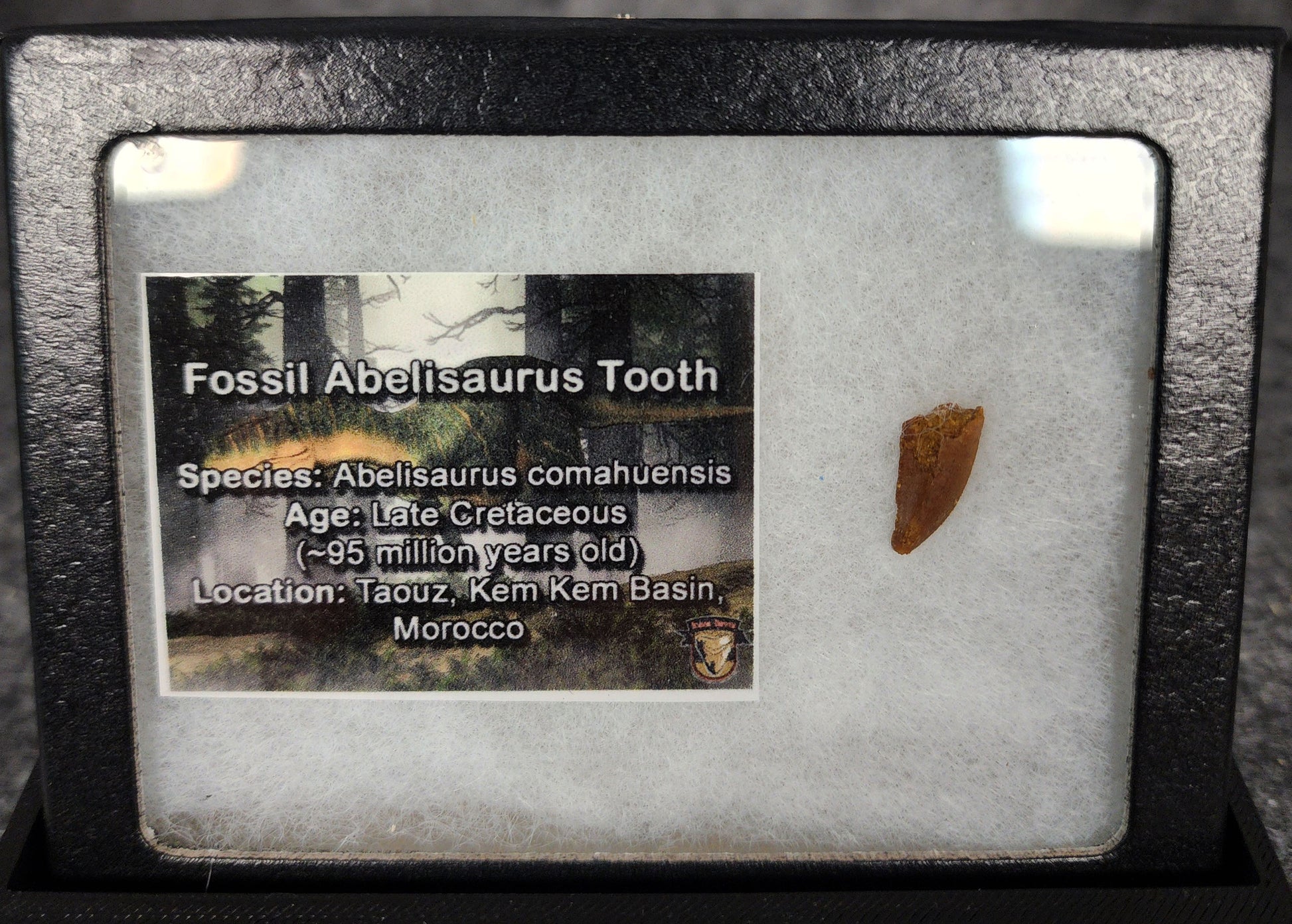 Angled view of a 0.59-inch fossil Abelisaurid theropod tooth from the Kem Kem Beds, Morocco, Late Cretaceous period