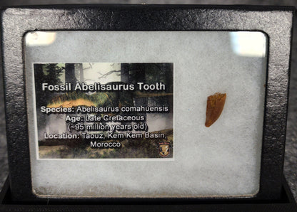 Angled view of a 0.59-inch fossil Abelisaurid theropod tooth from the Kem Kem Beds, Morocco, Late Cretaceous period