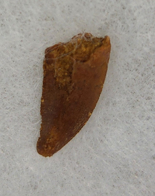 Front view of a 0.59-inch fossil Abelisaurid theropod tooth from the Kem Kem Beds, Morocco, dating to the Late Cretaceous period