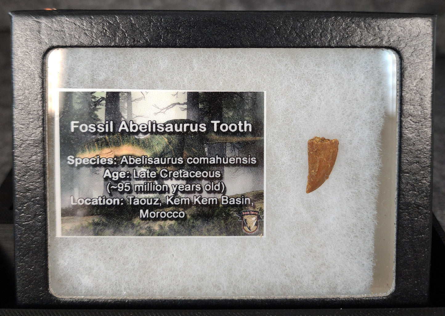 Angled view of a 0.62-inch fossil Abelisaurid theropod tooth from the Kem Kem Beds, Morocco, Late Cretaceous period