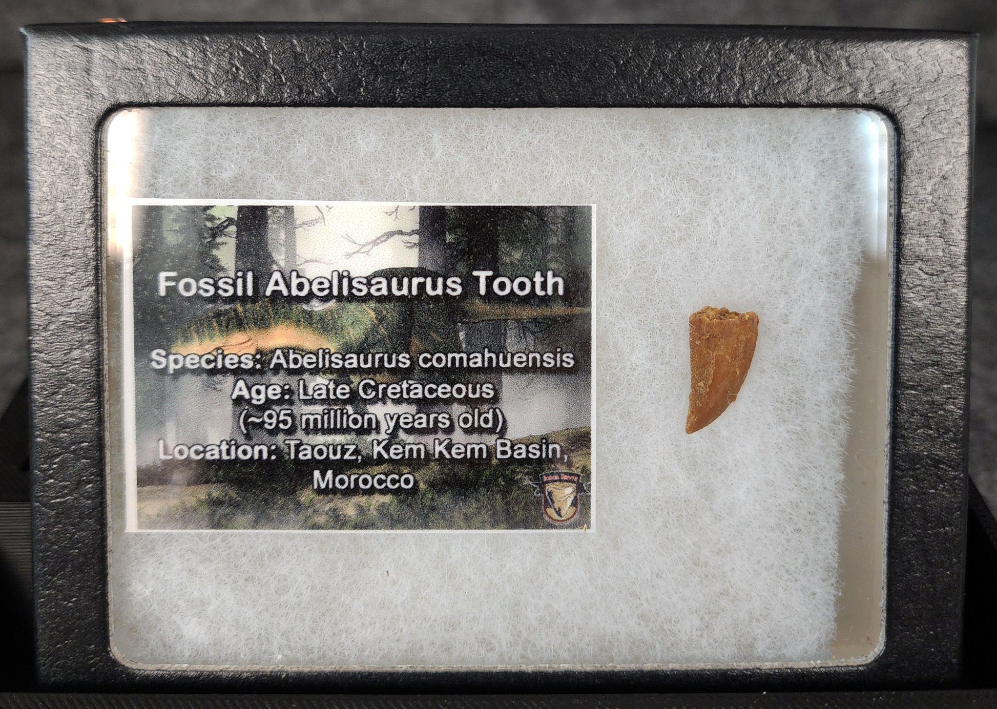 Angled view of a 0.62-inch fossil Abelisaurid theropod tooth from the Kem Kem Beds, Morocco, Late Cretaceous period