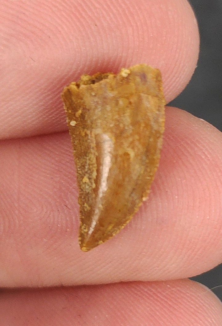 Front view of a 0.62-inch fossil Abelisaurid theropod tooth from the Kem Kem Beds, Morocco, dating to the Late Cretaceous period