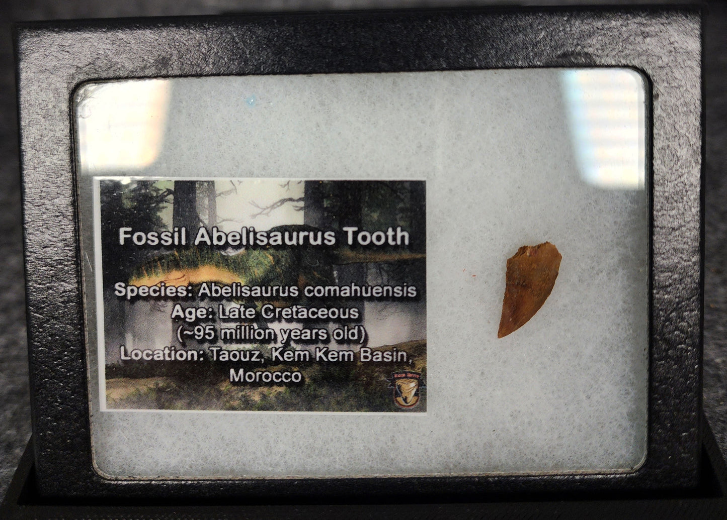 Angled view of a 0.70-inch fossil Abelisaurid theropod tooth from the Kem Kem Beds, Morocco, Late Cretaceous period