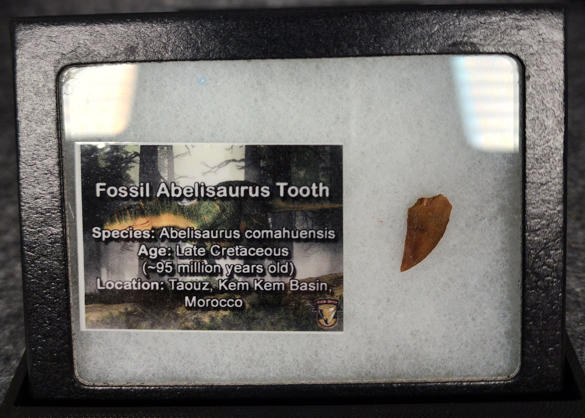 Angled view of a 0.70-inch fossil Abelisaurid theropod tooth from the Kem Kem Beds, Morocco, Late Cretaceous period