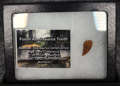 Angled view of a 0.70-inch fossil Abelisaurid theropod tooth from the Kem Kem Beds, Morocco, Late Cretaceous period
