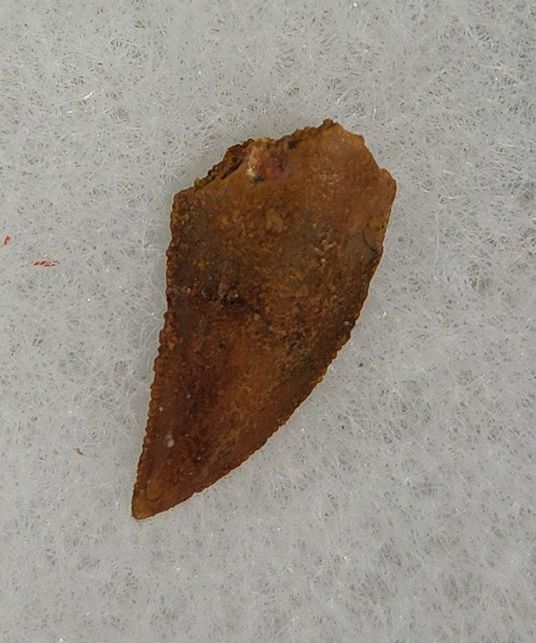 Front view of a 0.70-inch fossil Abelisaurid theropod tooth from the Kem Kem Beds, Morocco, dating to the Late Cretaceous period
