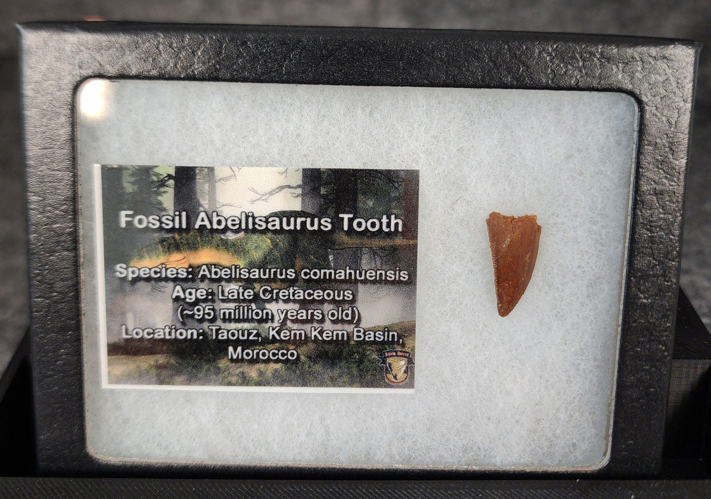 Angled view of a 0.71-inch fossil Abelisaurid theropod tooth from the Kem Kem Beds, Morocco, Late Cretaceous period