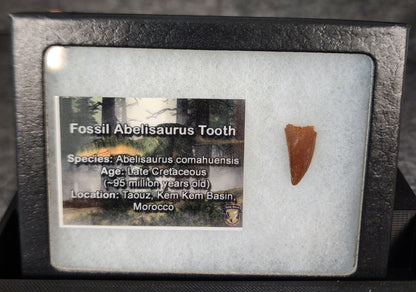 Angled view of a 0.71-inch fossil Abelisaurid theropod tooth from the Kem Kem Beds, Morocco, Late Cretaceous period