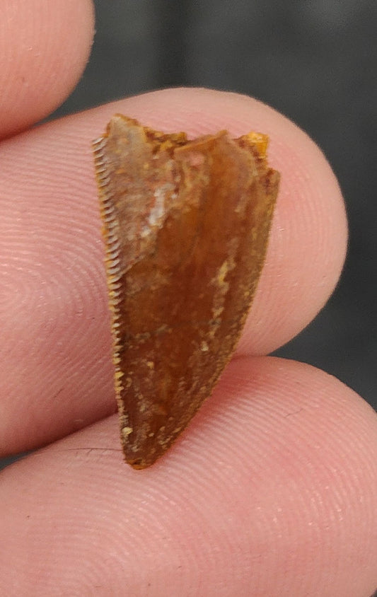 Front view of a 0.71-inch fossil Abelisaurid theropod tooth from the Kem Kem Beds, Morocco, dating to the Late Cretaceous period