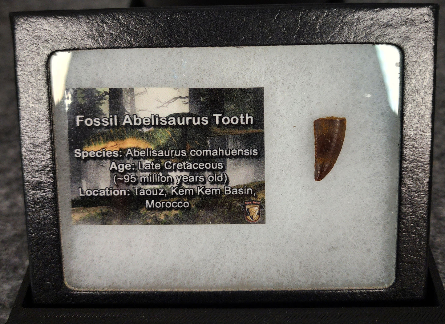 Angled view of a 0.73-inch fossil Abelisaurid theropod tooth from the Kem Kem Beds, Morocco, Late Cretaceous period
