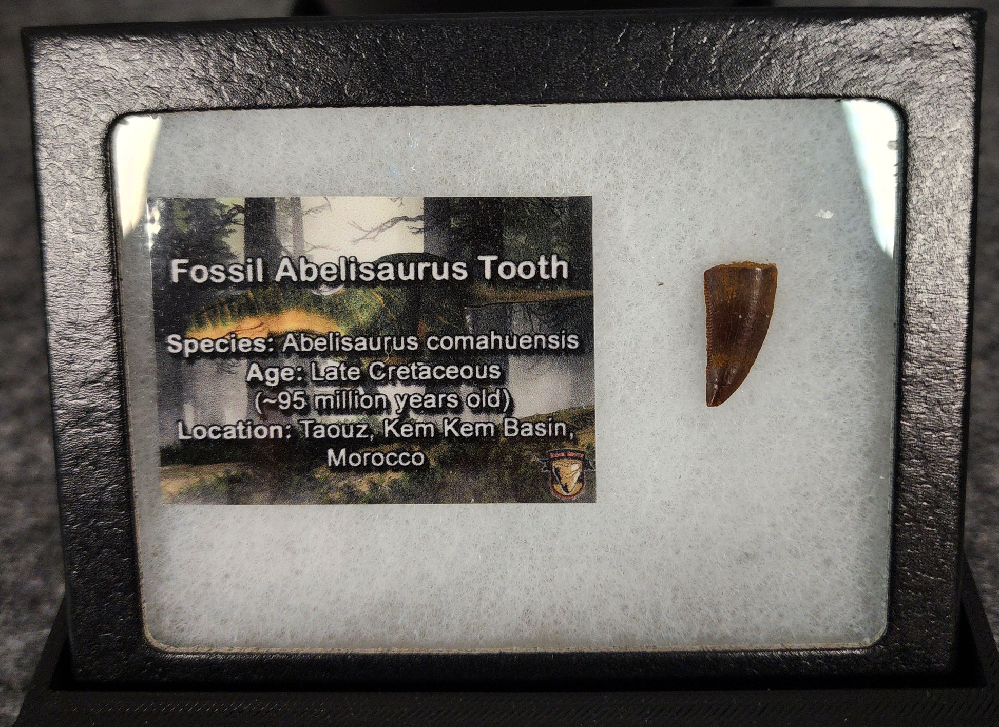 Angled view of a 0.73-inch fossil Abelisaurid theropod tooth from the Kem Kem Beds, Morocco, Late Cretaceous period