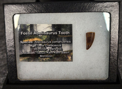 Angled view of a 0.73-inch fossil Abelisaurid theropod tooth from the Kem Kem Beds, Morocco, Late Cretaceous period