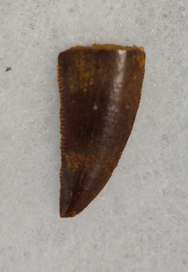 Front view of a 0.73-inch fossil Abelisaurid theropod tooth from the Kem Kem Beds, Morocco, dating to the Late Cretaceous period