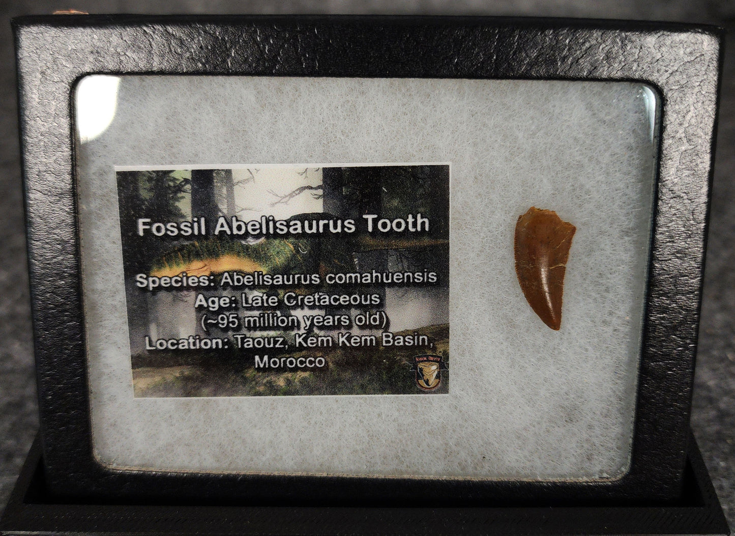 Angled view of a 0.81-inch fossil Abelisaurid theropod tooth from the Kem Kem Beds, Morocco, Late Cretaceous period