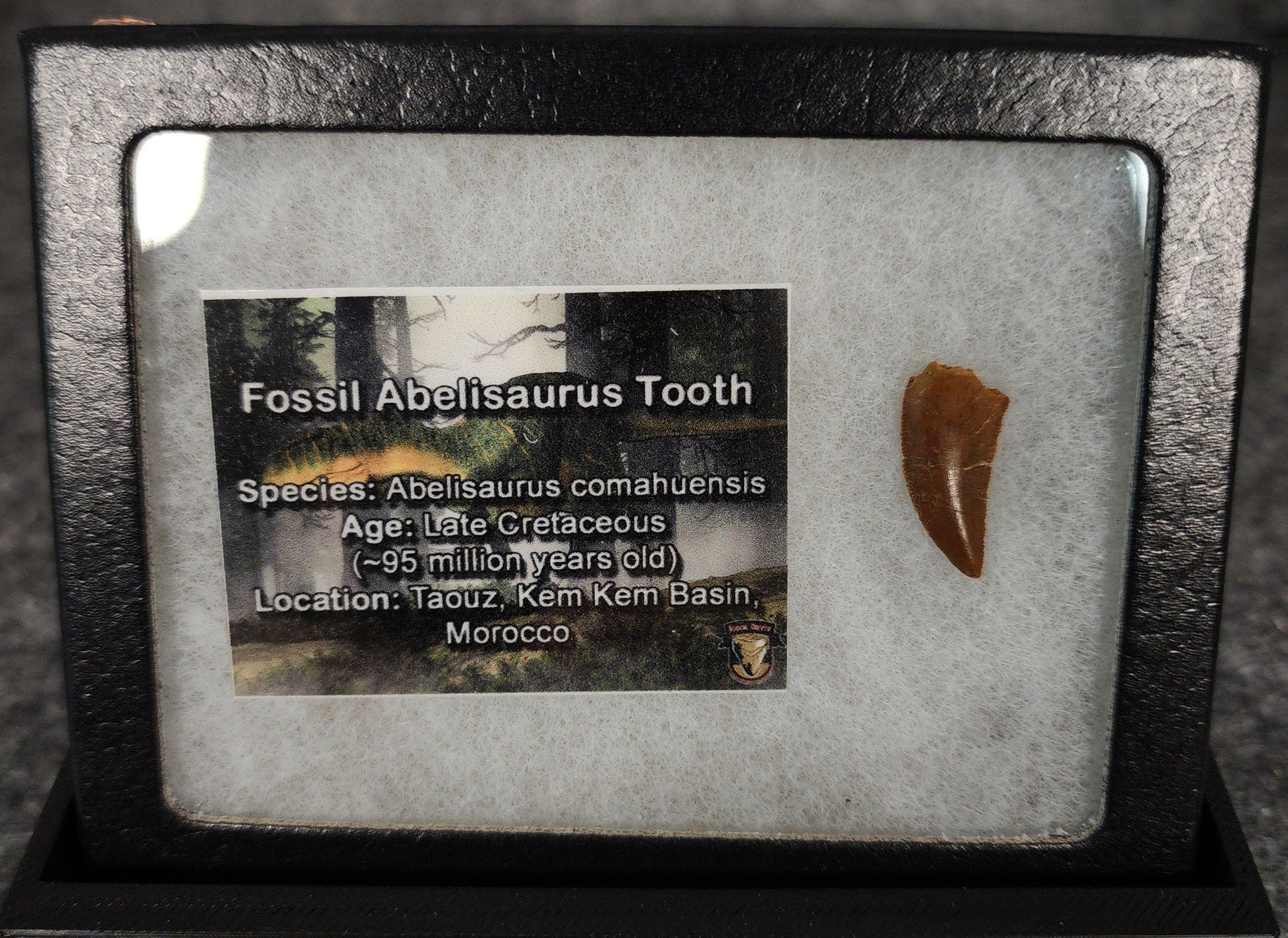 Angled view of a 0.81-inch fossil Abelisaurid theropod tooth from the Kem Kem Beds, Morocco, Late Cretaceous period