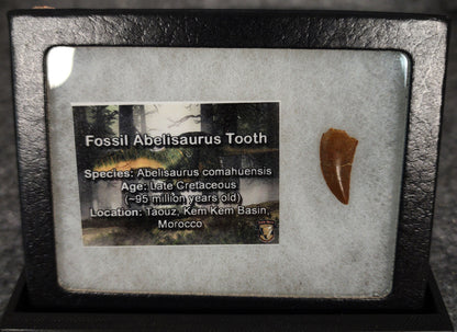 Angled view of a 0.81-inch fossil Abelisaurid theropod tooth from the Kem Kem Beds, Morocco, Late Cretaceous period