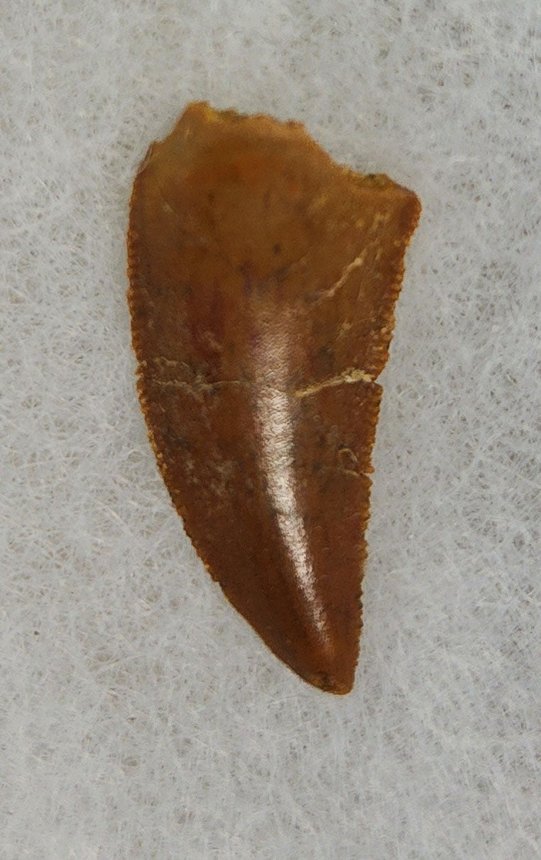 Front view of a 0.81-inch fossil Abelisaurid theropod tooth from the Kem Kem Beds, Morocco, dating to the Late Cretaceous period