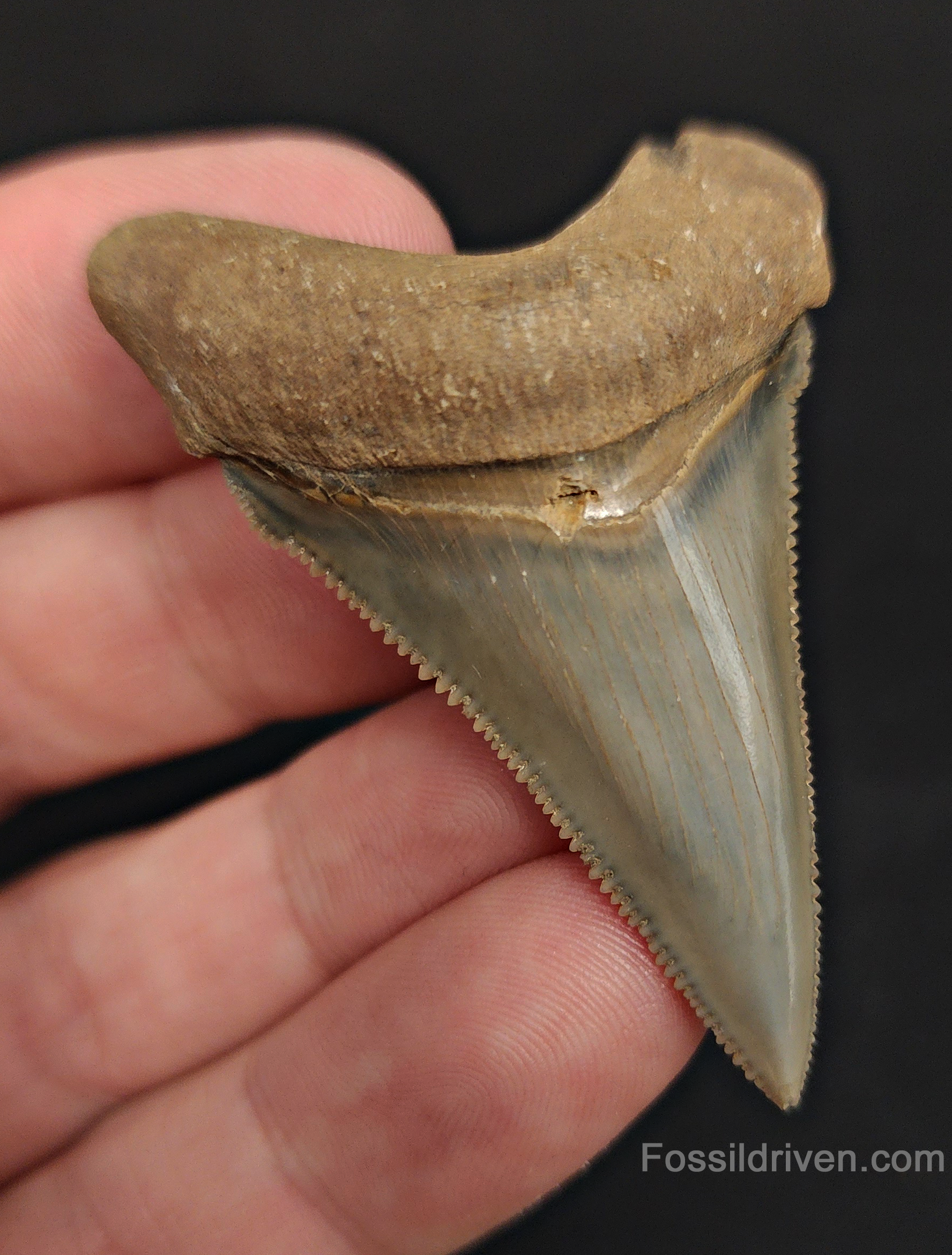 Angled perspective of 2.20″ angustidens shark tooth fossil from South Carolina