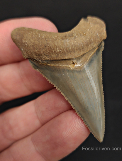 Angled perspective of 2.20″ angustidens shark tooth fossil from South Carolina