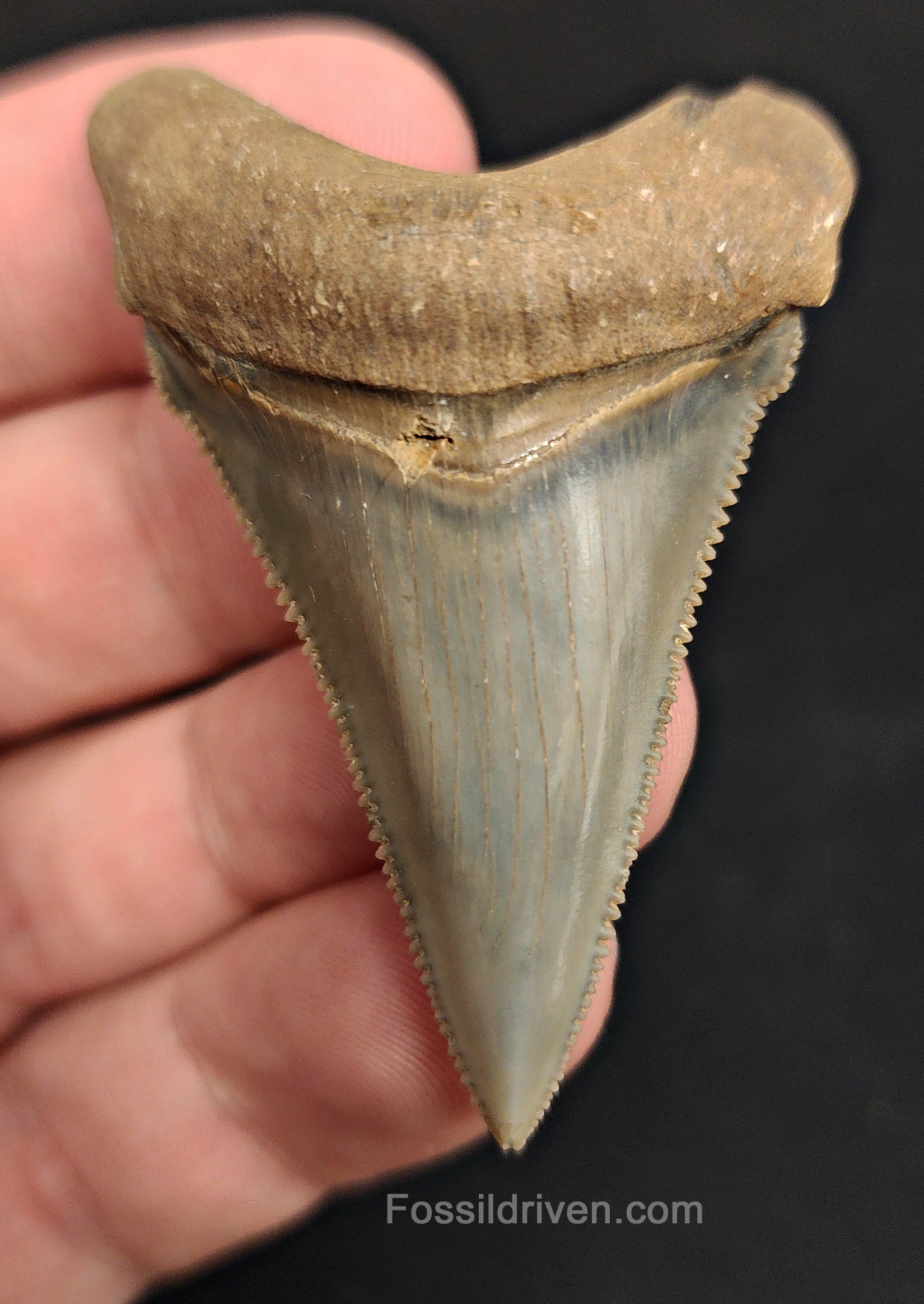 Front view of 2.20″ Carcharocles (Otodus) angustidens fossil shark tooth from South Carolina