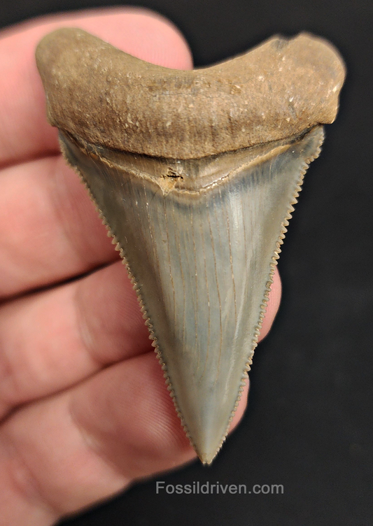 Front view of 2.20″ Carcharocles (Otodus) angustidens fossil shark tooth from South Carolina