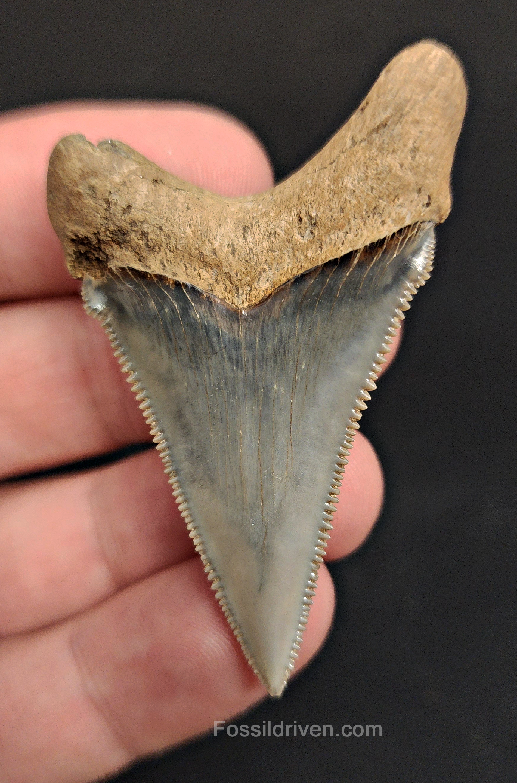 Back / root view of 2.20″ angustidens shark tooth fossil from South Carolina