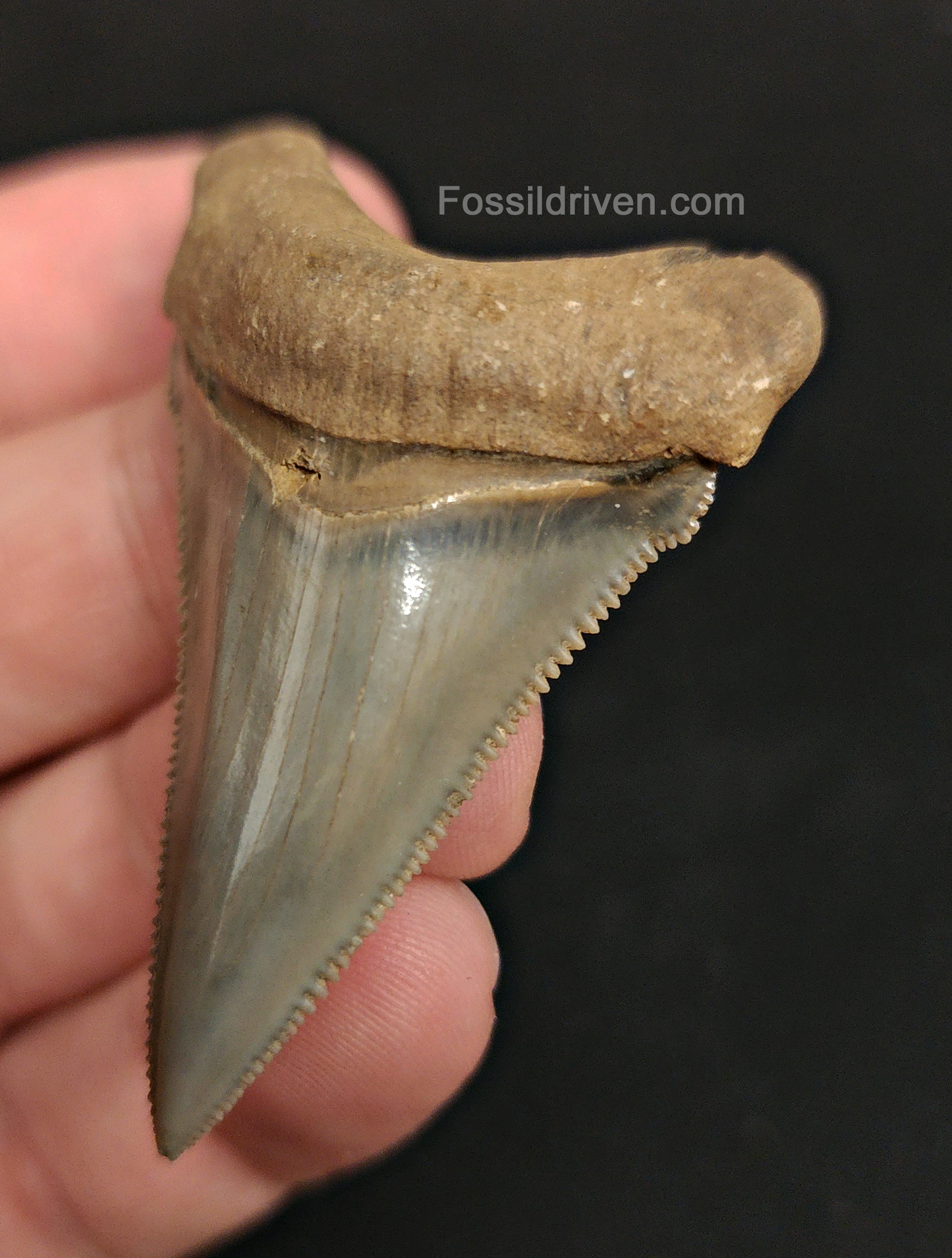 Close-up detail of serrations / enamel on 2.20″ angustidens shark tooth from South Carolina