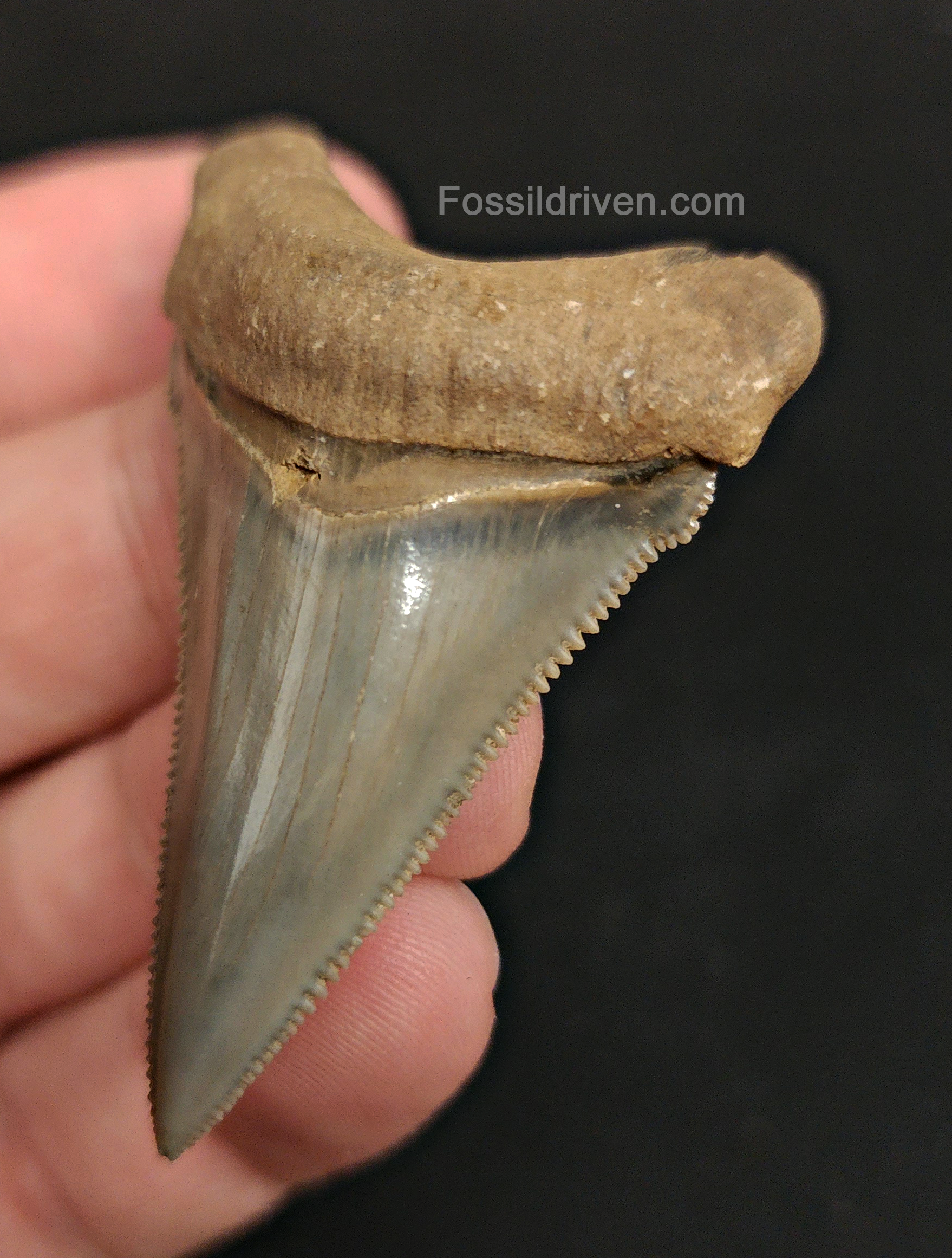 Close-up detail of serrations / enamel on 2.20″ angustidens shark tooth from South Carolina