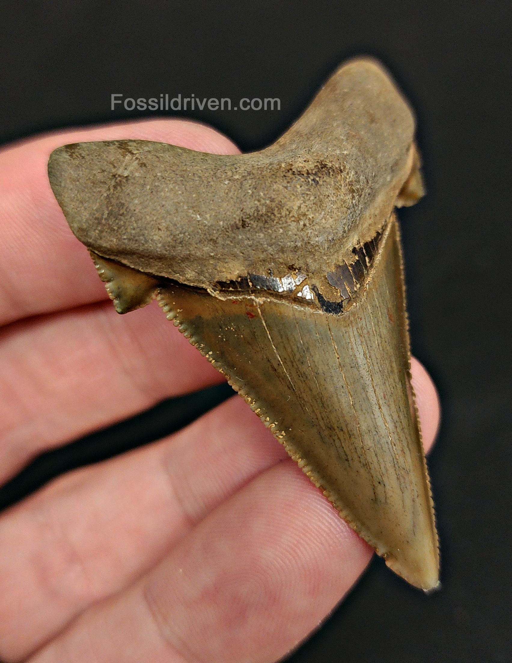 Angled view of 2.22″ angustidens shark tooth fossil from South Carolina