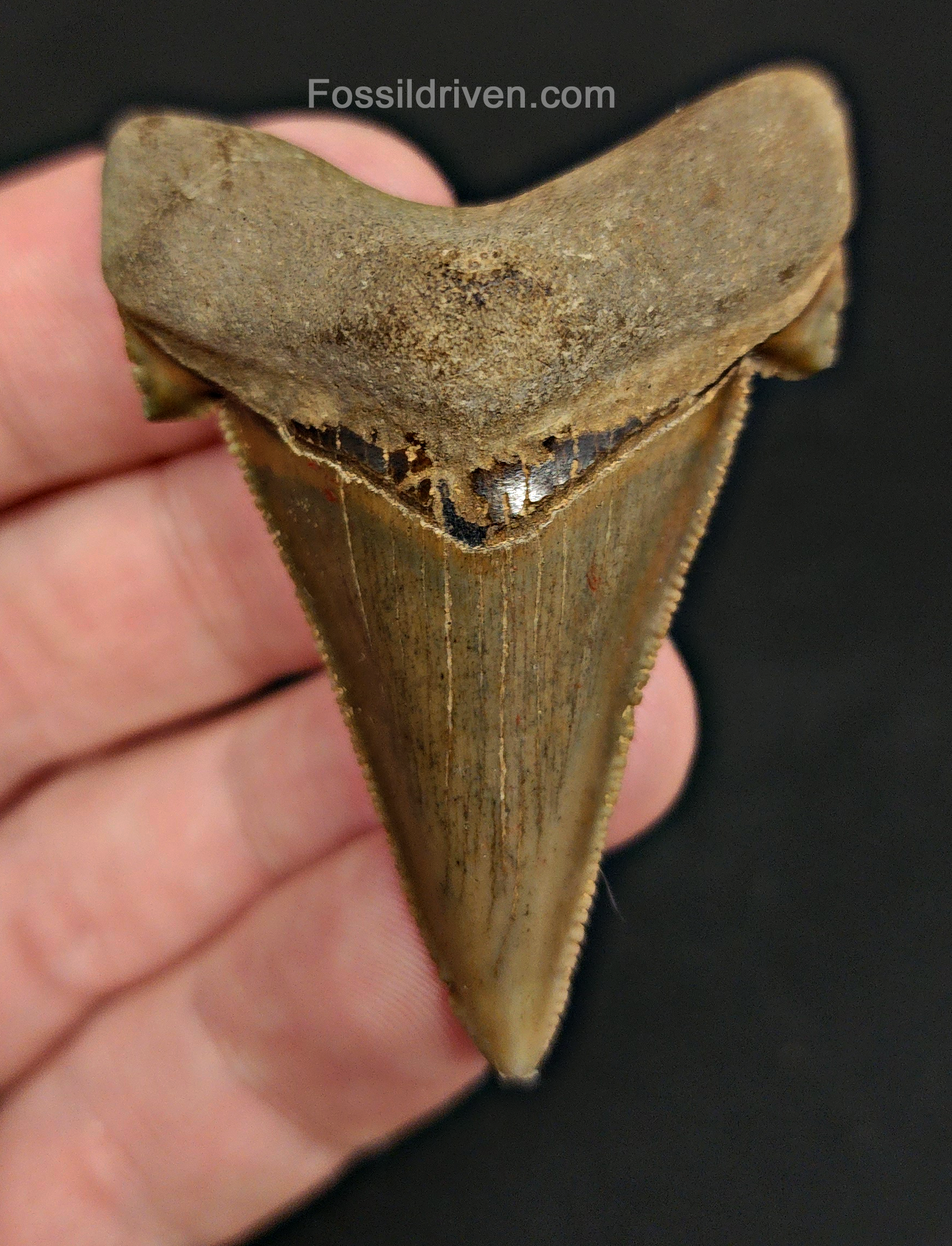 Front view of 2.22″ Otodus (Carcharocles) angustidens fossil shark tooth from South Carolina