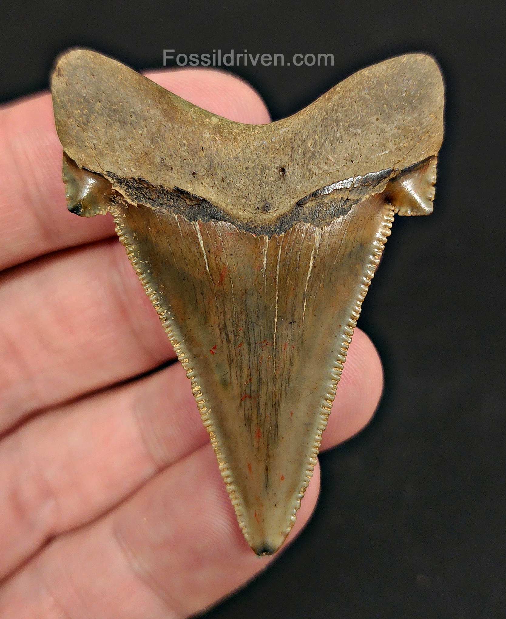 Back / root view of 2.22″ angustidens shark tooth fossil from South Carolina