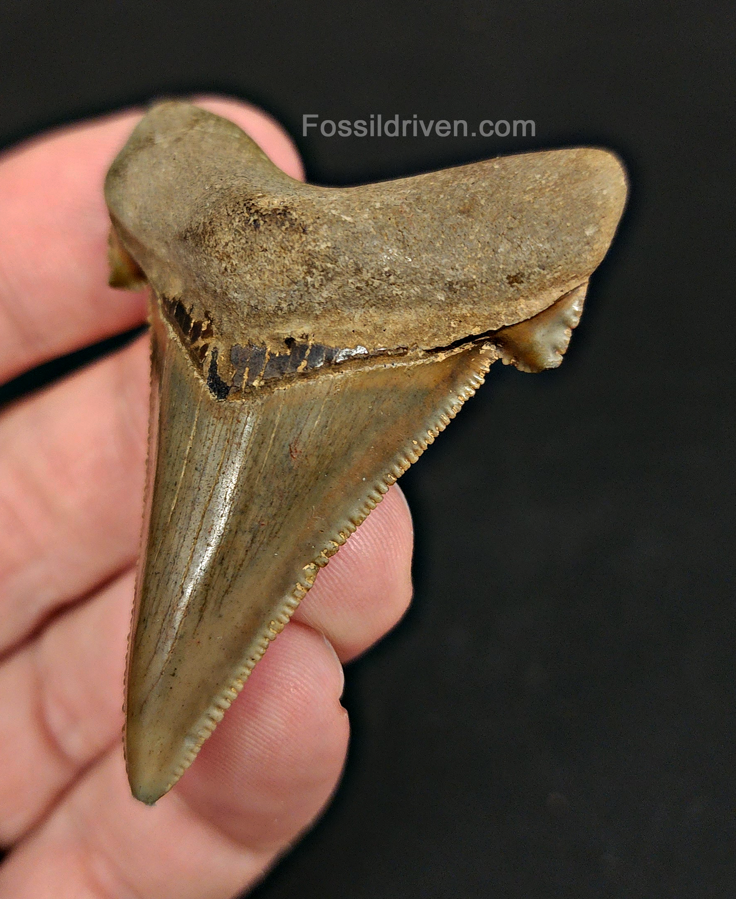 Close-up of serrations on 2.22″ angustidens shark tooth from South Carolina