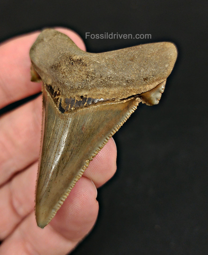 Close-up of serrations on 2.22″ angustidens shark tooth from South Carolina