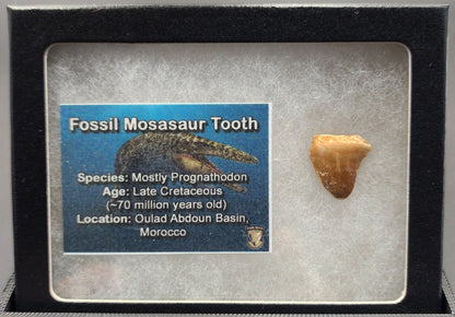 Authentic, 0.68" Mosasaur Tooth - Morocco - Fossil Driven