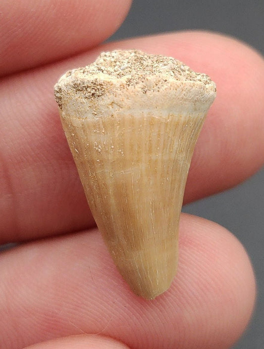 Authentic, 0.89" Mosasaur Tooth - Morocco - Fossil Driven