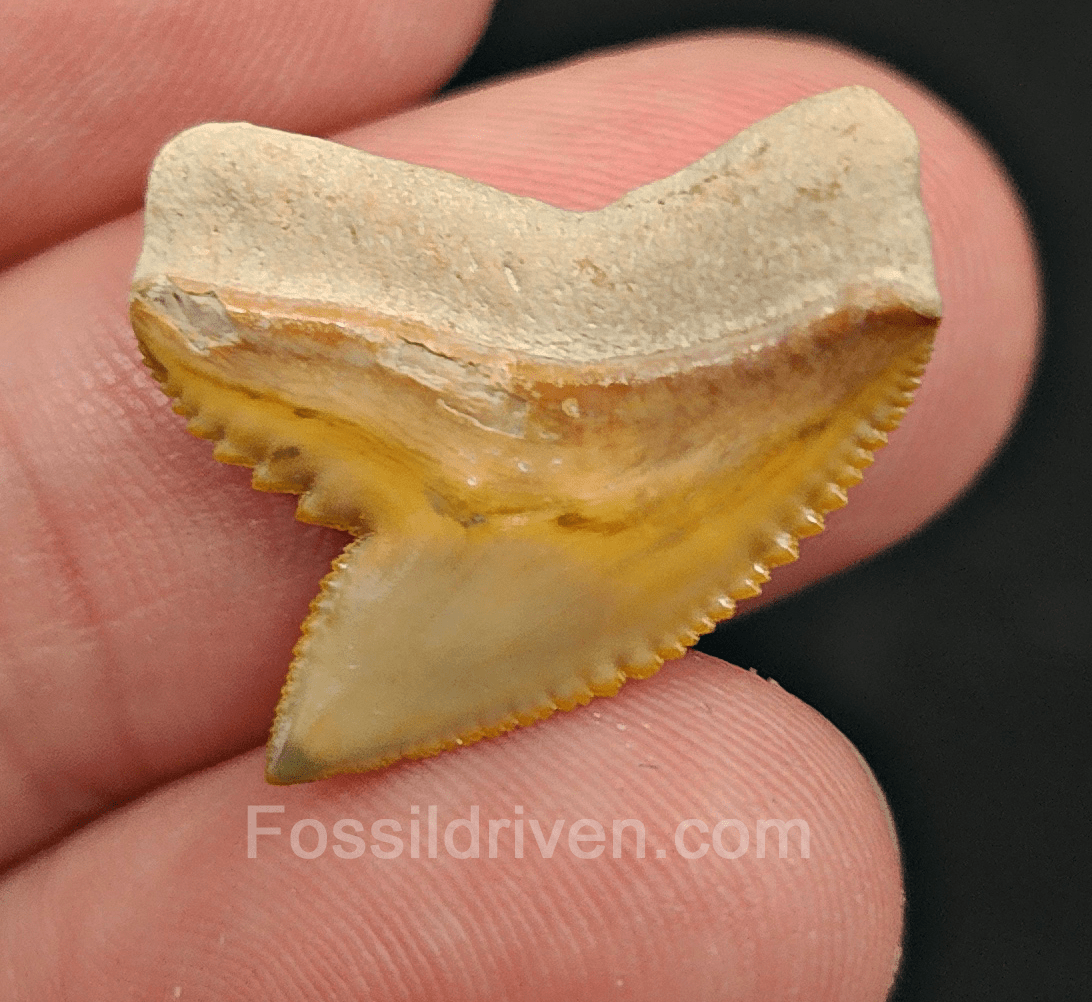 Authentic 0.94" Fossil Tiger Shark Tooth – Bone Valley, Florida - Fossil Driven
