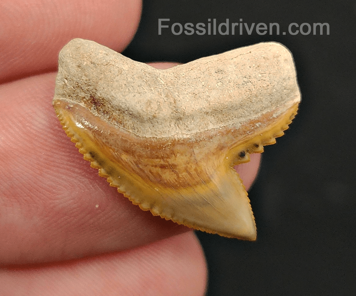 Authentic 0.94" Fossil Tiger Shark Tooth – Bone Valley, Florida - Fossil Driven