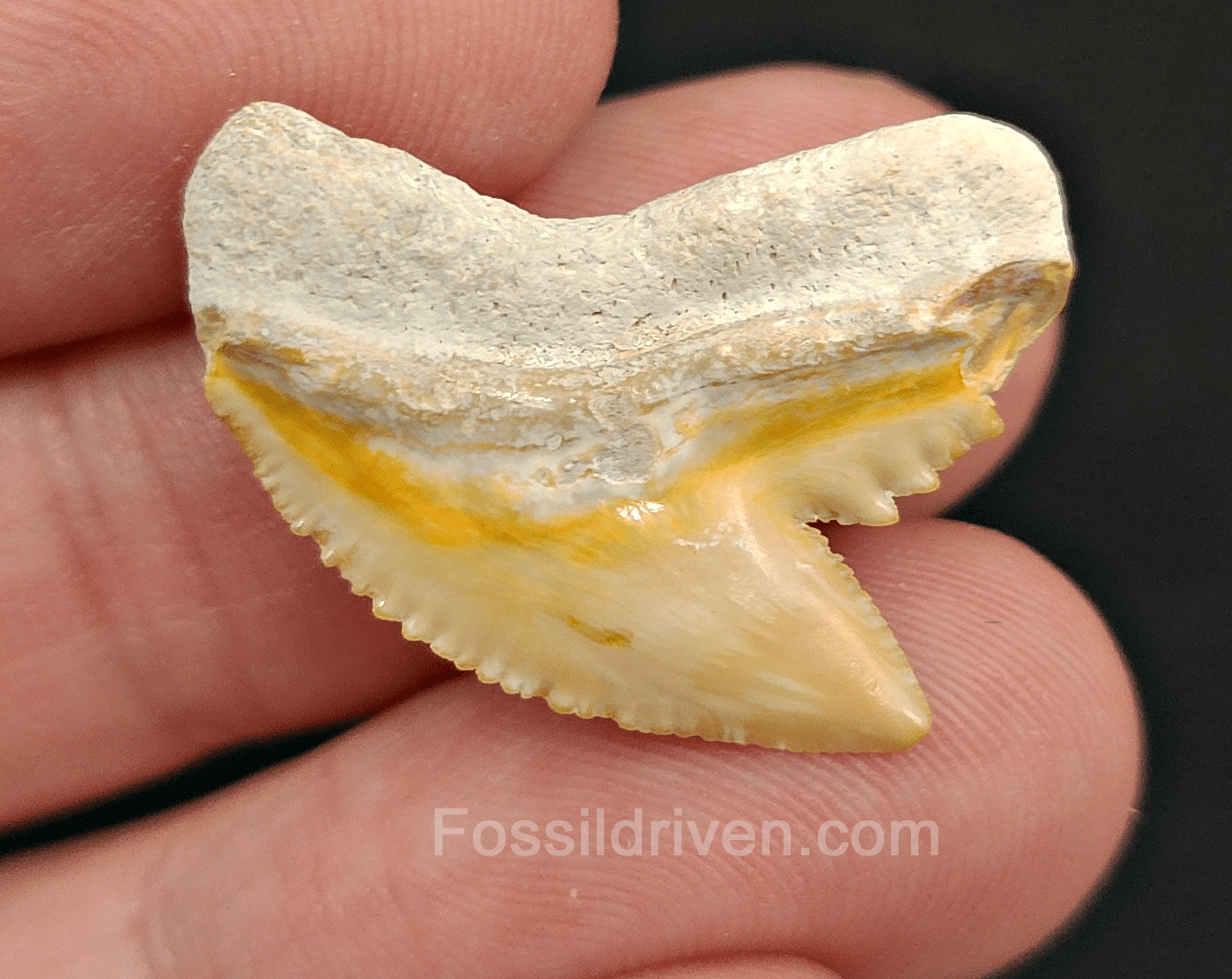 Authentic 1.05" Fossil Tiger Shark Tooth – Bone Valley, Florida - Fossil Driven