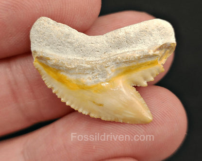 Authentic 1.05" Fossil Tiger Shark Tooth – Bone Valley, Florida - Fossil Driven