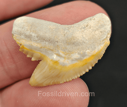Authentic 1.05" Fossil Tiger Shark Tooth – Bone Valley, Florida - Fossil Driven