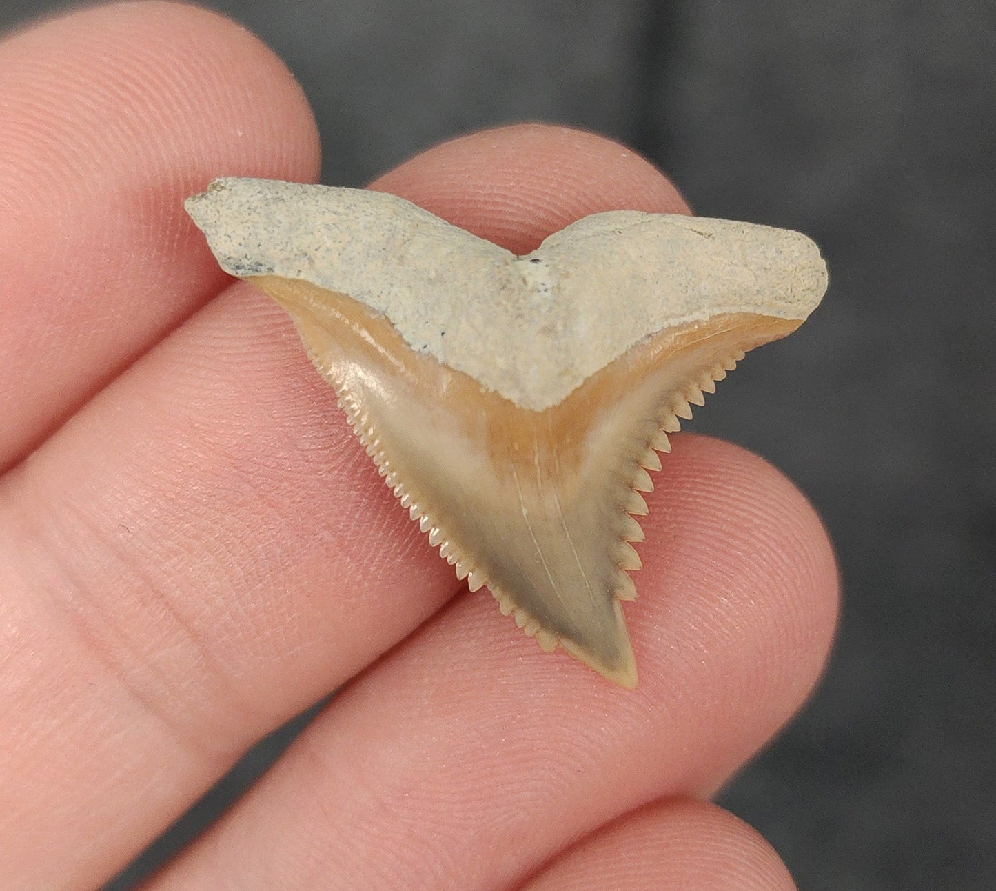 Authentic, 1.07" Fossil Hemipristis Tooth - Bone Valley, Florida - Fossil Driven