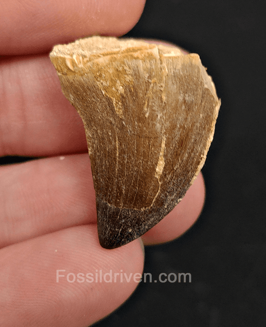 Authentic, 1.13" Mosasaur Tooth - Morocco - Fossil Driven