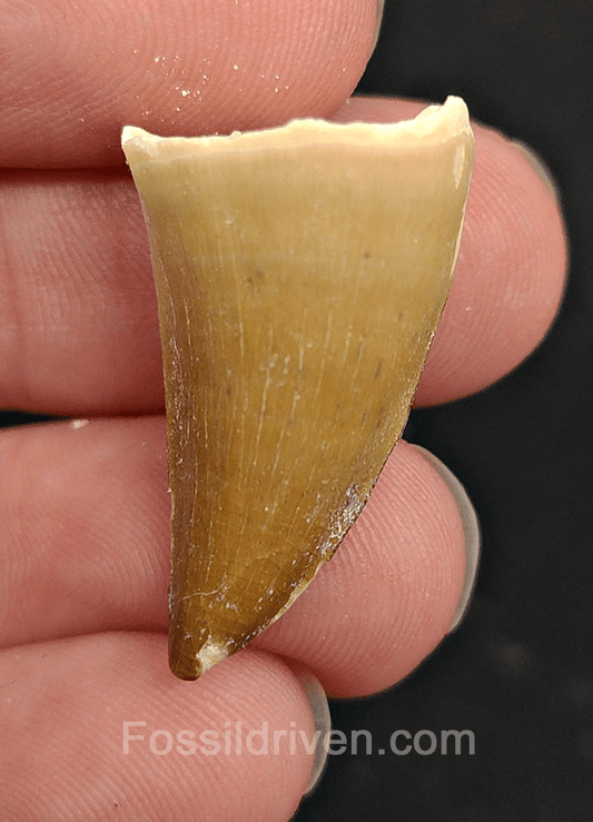 Authentic, 1.16" Mosasaur Tooth - Morocco - Fossil Driven