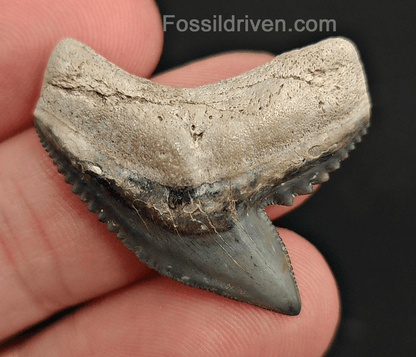Authentic 1.23" Fossil Tiger Shark Tooth – Golden Beach, Florida - Fossil Driven