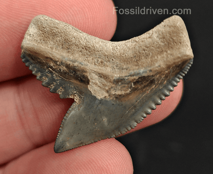 Authentic 1.23" Fossil Tiger Shark Tooth – Golden Beach, Florida - Fossil Driven