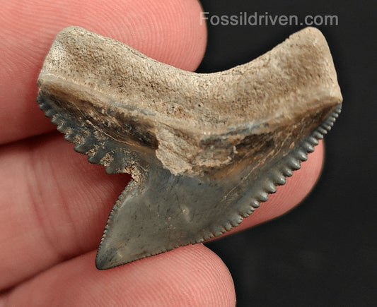 Authentic 1.23" Fossil Tiger Shark Tooth – Golden Beach, Florida - Fossil Driven