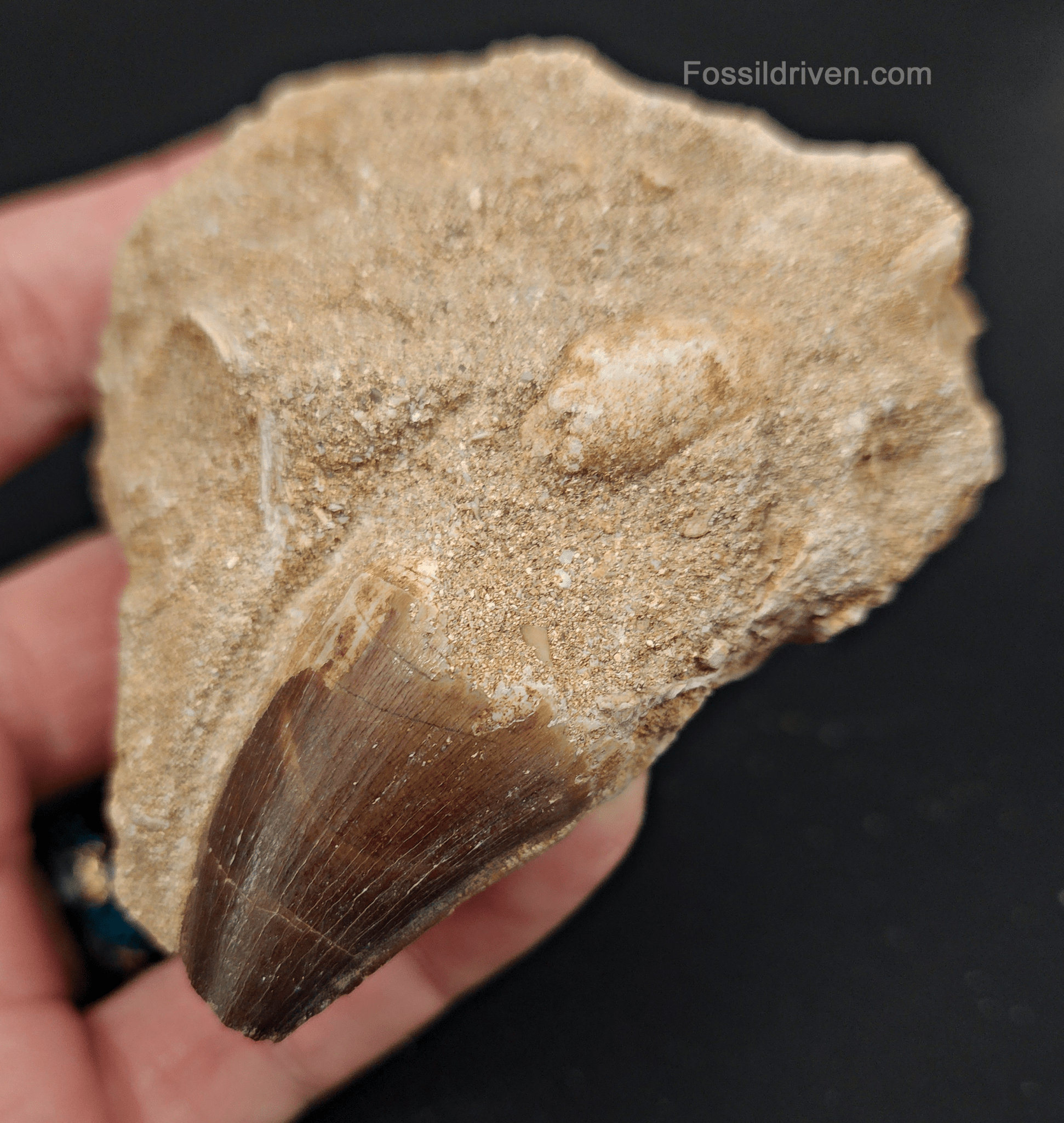 Authentic 1.23" Mosasaur Tooth in Matrix - Morocco - Fossil Driven