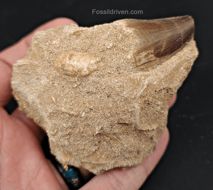 Authentic 1.23" Mosasaur Tooth in Matrix - Morocco - Fossil Driven